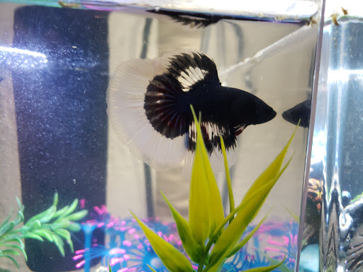 Pet Supply Store «Petco Animal Supplies», reviews and photos, 816 W McDermott Dr #308, Allen, TX 75013, USA