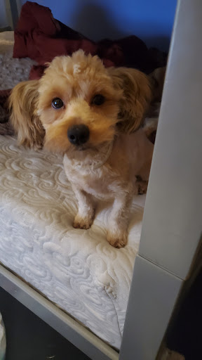 Pet Groomer «Pocono Pets-N-Stuff», reviews and photos, 2571 Milford Rd, East Stroudsburg, PA 18301, USA