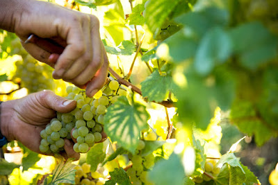 Domaine Chardigny à Leynes