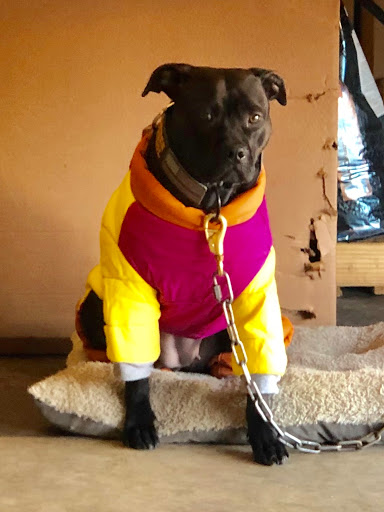 Pet Supply Store «Ace Pet Supply & K-9 Center Inc», reviews and photos, 206 Vanderpool St, Newark, NJ 07114, USA