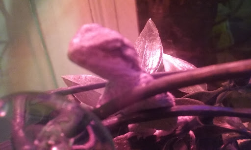 Pet Supply Store «Pet Supplies Plus», reviews and photos, 175 Memorial Ave, West Springfield, MA 01089, USA