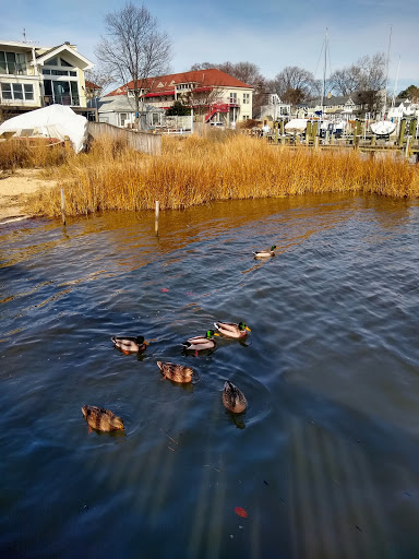 Art Museum «Annapolis Maritime Museum», reviews and photos, 723 2nd St, Annapolis, MD 21403, USA