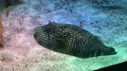 SEA LIFE Arizona Aquarium