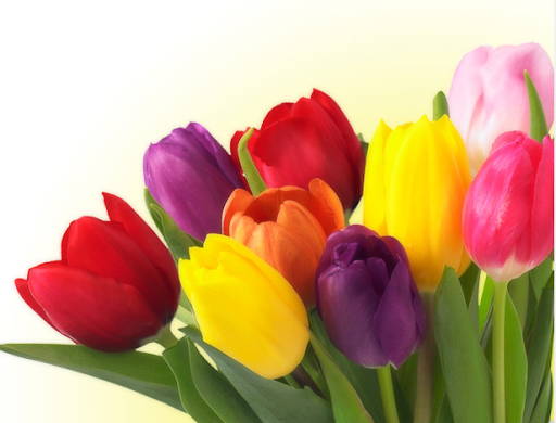 Florist «Stobbarts Nurseries Inc», reviews and photos, 444 East Central Street, Franklin, MA 02038, USA