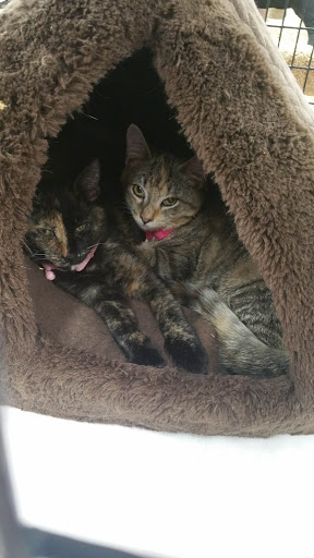 Pet Supply Store «Pet Supermarket», reviews and photos, 7822 Gall Blvd, Zephyrhills, FL 33541, USA