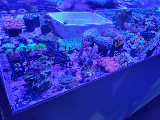 Tropical Fish Store «Dallas North Aquarium», reviews and photos, 2910 E Trinity Mills Rd, Carrollton, TX 75006, USA