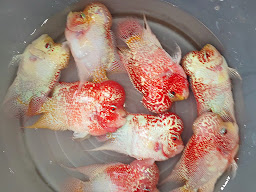 Playboy Aquatic Thailand co.,ltd