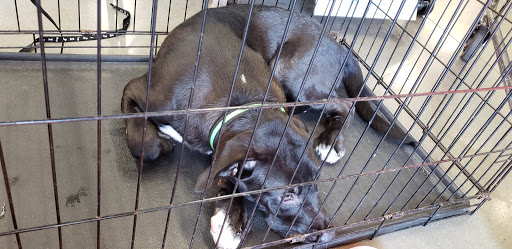 Pet Supply Store «Petco Animal Supplies», reviews and photos, 7303 Pinnacle Pkwy, Covington, LA 70433, USA