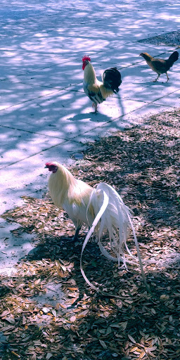 Museum «Ybor City State Museum», reviews and photos, 1818 E 9th Ave, Tampa, FL 33605, USA