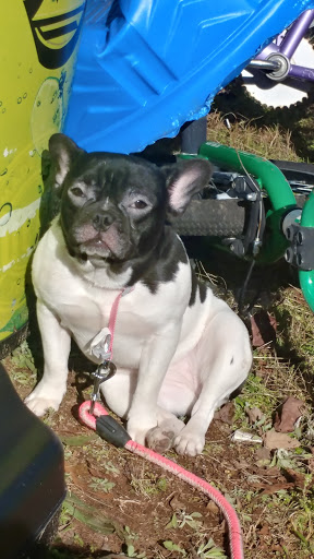 Pet Store «Tri-Creek Kennels», reviews and photos, 5641 US-129, Pendergrass, GA 30567, USA