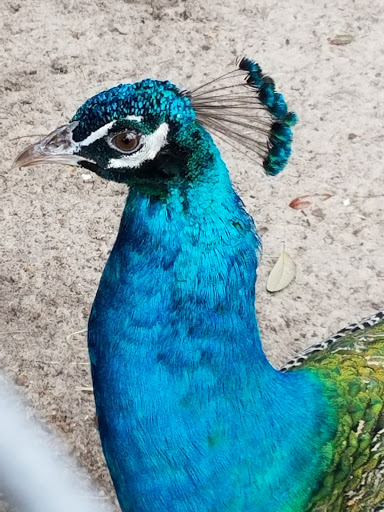 Zoo «Gulf Breeze Zoo», reviews and photos, 5701 Gulf Breeze Pkwy, Gulf Breeze, FL 32563, USA