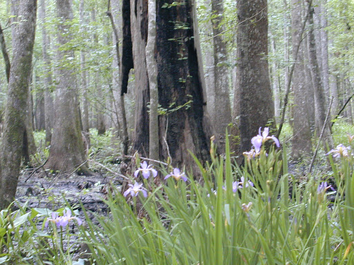 Canoe & Kayak Tour Agency «Altamaha Coastal Tours», reviews and photos, 229 Fort King George Dr, Darien, GA 31305, USA