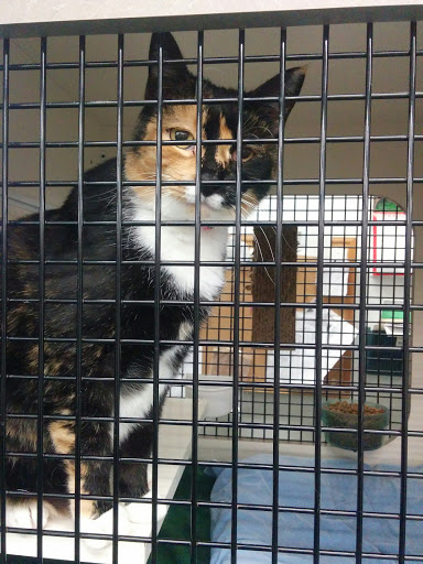 Pet Supply Store «Petco Animal Supplies», reviews and photos, 2230 Marlton Pike W #3, Cherry Hill, NJ 08002, USA