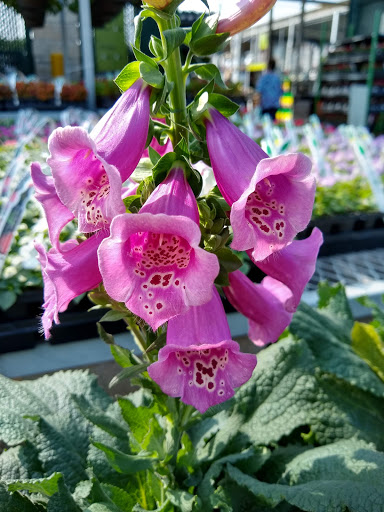 Garden Center at The Home Depot