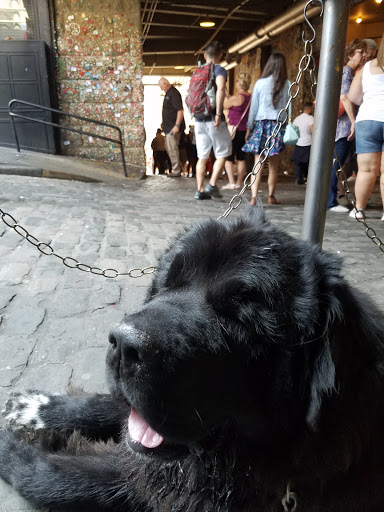 Tourist Attraction «Gum Wall», reviews and photos, 1428 Post Alley, Seattle, WA 98101, USA