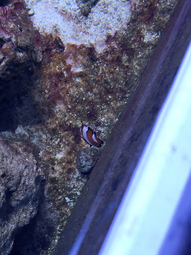 Tropical Fish Store «Best Fish», reviews and photos, 1335 N Doctor M.L.K. Dr, Milwaukee, WI 53212, USA