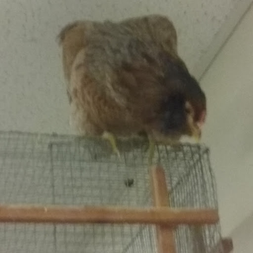 Pet Supply Store «C & C Pet Food For Less», reviews and photos, 16134 Nordhoff St, North Hills, CA 91343, USA