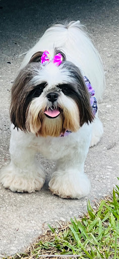 Pet Store «Pets Place Grooming», reviews and photos, 1272 SW California Blvd, Port St Lucie, FL 34953, USA