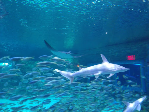 Manta Aquarium