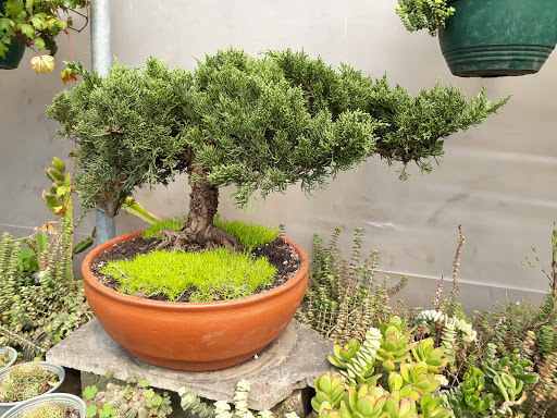 LA CASA DEL BONSAI