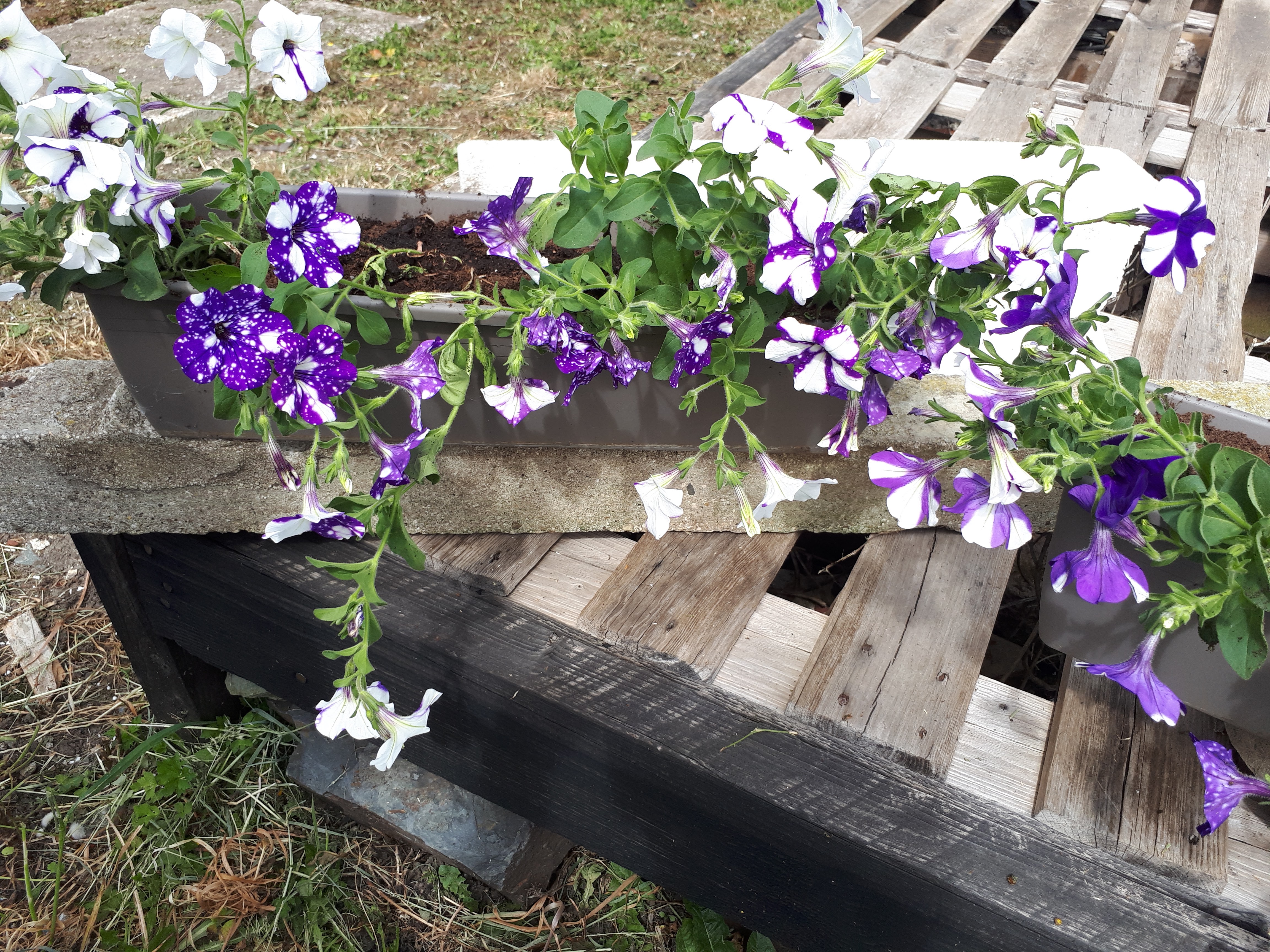 Photo n° 1 de l'avis de Pascale.e fait le 22/05/2020 à 14:10