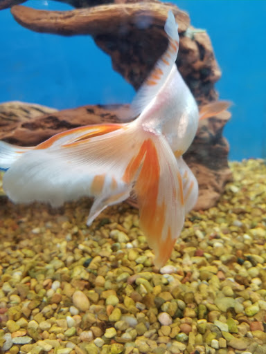 Pet Supply Store «PetSmart», reviews and photos, 9122 Mentor Ave, Mentor, OH 44060, USA