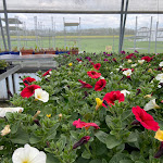 Photo n° 10 de l'avis de Elliot.l fait le 05/05/2024 à 06:19 pour Horticulture Ettwillter à Sainte-Croix-en-Plaine