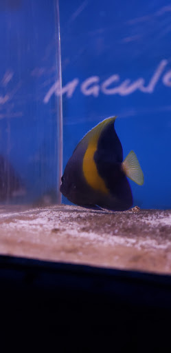 Pet Supply Store «Monrovia Tropical Fish», reviews and photos, 603 W Huntington Dr, Monrovia, CA 91016, USA