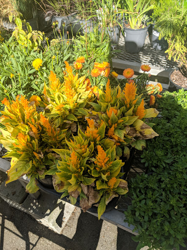 Hardware Store «Orchard Supply Hardware», reviews and photos, 2245 Gellert Blvd, South San Francisco, CA 94080, USA