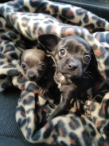 Tisch Mills Veterinary Clinic