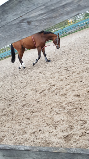 Horseback riding lessons Lille