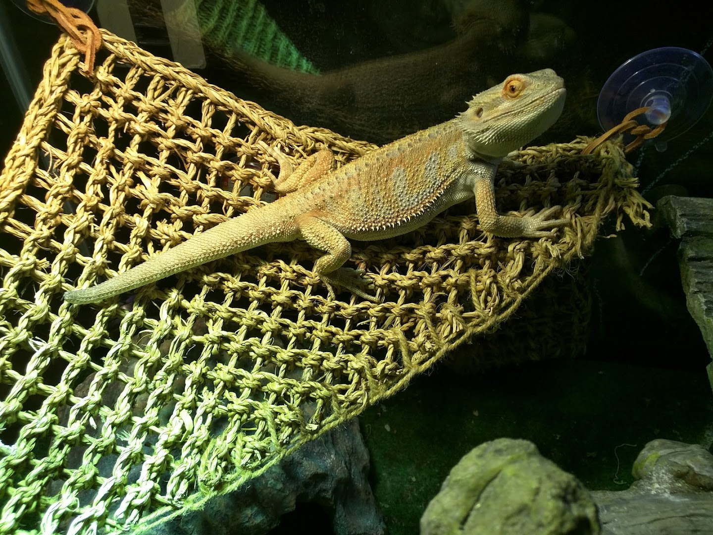 Surf Side Pet Sitting