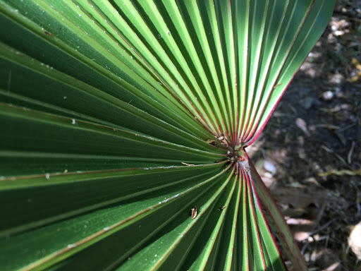 Botanical Garden «Heathcote Botanical Gardens», reviews and photos, 210 Savannah Rd, Fort Pierce, FL 34982, USA