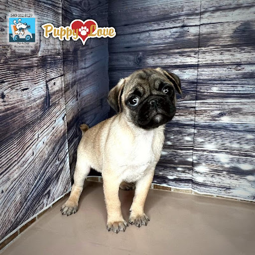 Pet Store «Puppy Love», reviews and photos, 4802 Valley View Blvd NW Uf290, Roanoke, VA 24012, USA