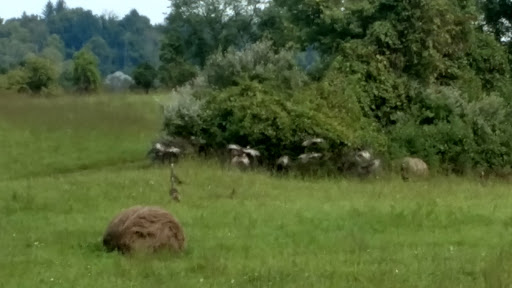 Lodge «The Lodge at Liberty Forge», reviews and photos, 3804 Lisburn Rd, Mechanicsburg, PA 17055, USA