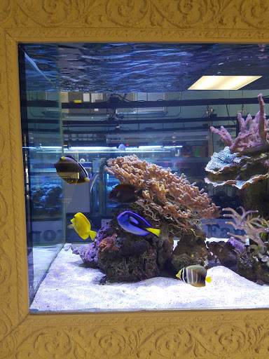 Pet Supply Store «Tropical FantaSeas Aquariums», reviews and photos, 3965 Investment Ln, West Palm Beach, FL 33404, USA