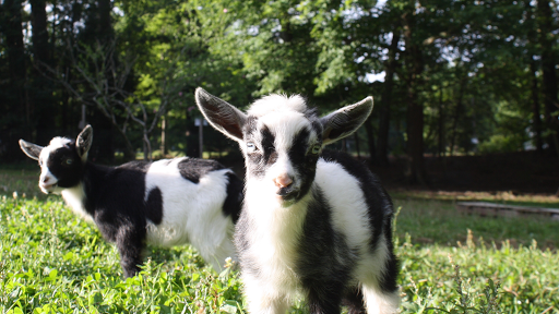 Wildwood Farm | Williamsburg, Virginia