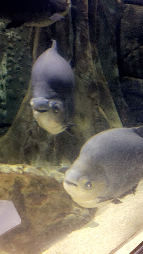 Tropical Fish Store «Cincinnati Aquarium Design», reviews and photos, 6475 E Galbraith Rd # B, Cincinnati, OH 45236, USA