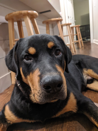 Pet Supply Store «Pet Supplies Plus», reviews and photos, 3040 Cromer Ave NW, Canton, OH 44709, USA