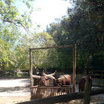 Photo n°38 de l'avis de Valentino.i fait le 04/06/2019 à 10:01 sur le  Parco Zoo Falconara Srl à Falconara Marittima