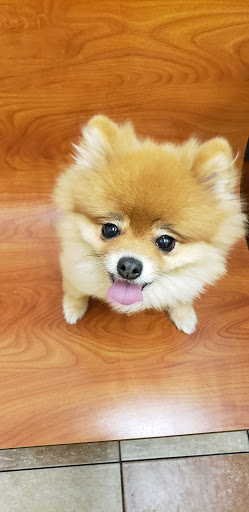 Pet Supply Store «PetSmart», reviews and photos, 3500 SW College Rd, Ocala, FL 34474, USA