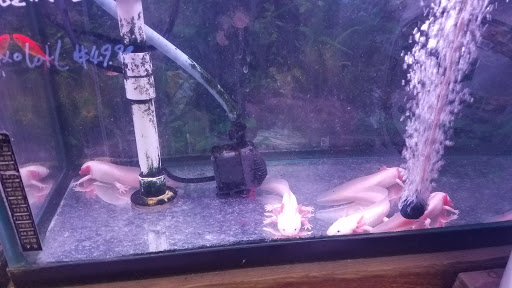Pet Supply Store «New Lucky Fish Aquarium & Pet Supply», reviews and photos, 4818 8th Ave, Brooklyn, NY 11220, USA