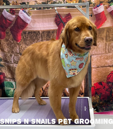 Snips N Snails Pet Grooming