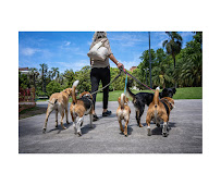 The Woof Pack - Photo 6 - Car repair in , Orange