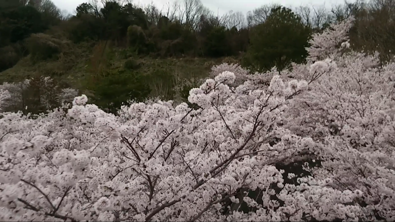 近畿大学農学部桜並木