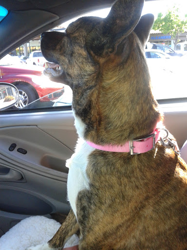 Pet Supply Store «Village Pets & Supplies», reviews and photos, 1425 Fulton Rd, Santa Rosa, CA 95403, USA