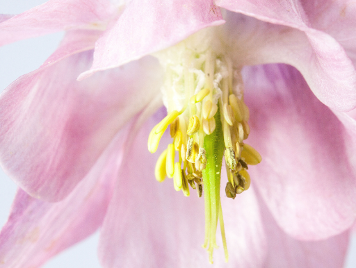 Florist «Flowers By Patti», reviews and photos, 3430 Lakeside Dr, Reno, NV 89509, USA