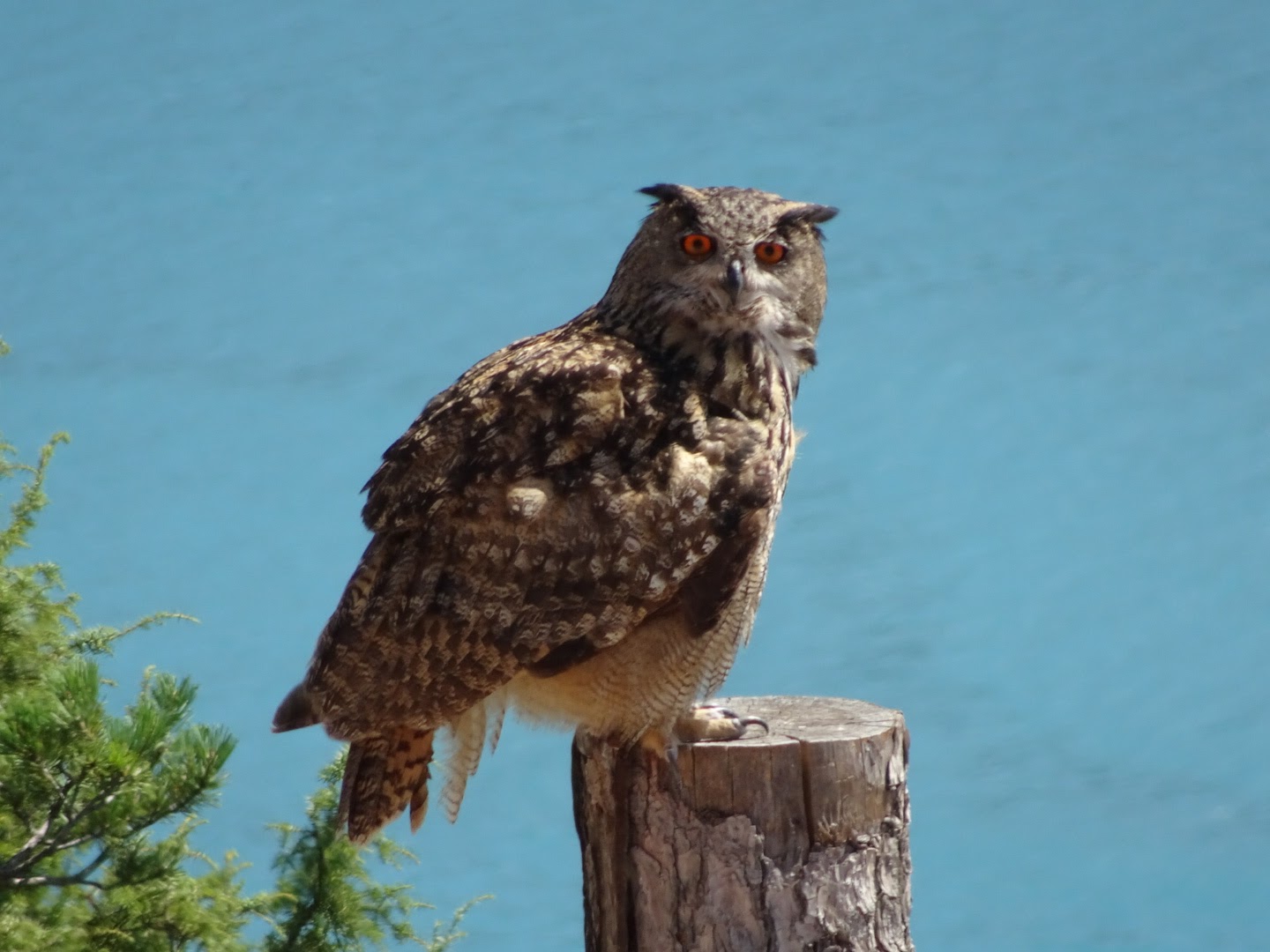 Photo n° 18 de l'avis de Romain.o fait le 17/08/2017 à 11:56
