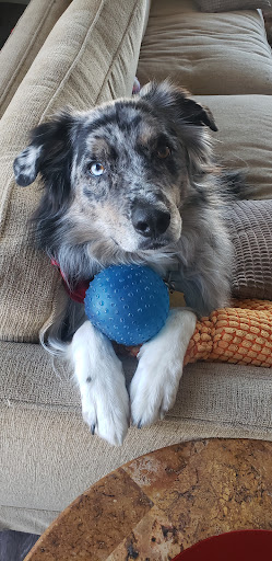 Pet Supply Store «Petco Animal Supplies», reviews and photos, 17132 W Colfax Ave, Golden, CO 80401, USA