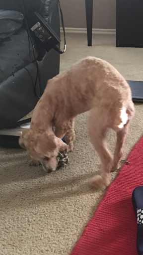 Pet Supply Store «PetSmart», reviews and photos, 5574 West Grand Parkway South, Richmond, TX 77406, USA